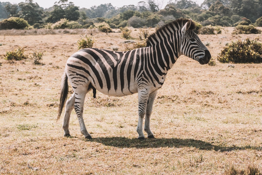  black and white zebra on field during daytime zebra