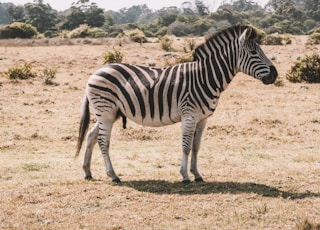 black and white zebra on field during daytime