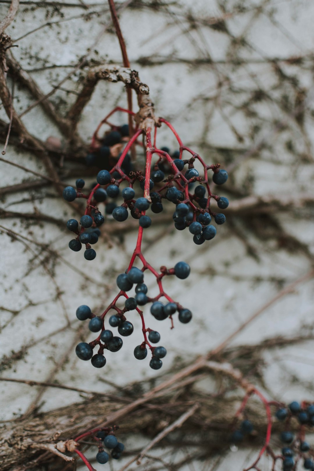 selective focus photography of blue berries