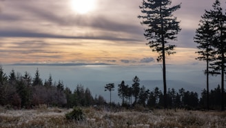 A serene landscape where ancient trees meet a bright horizon, evoking renewal.