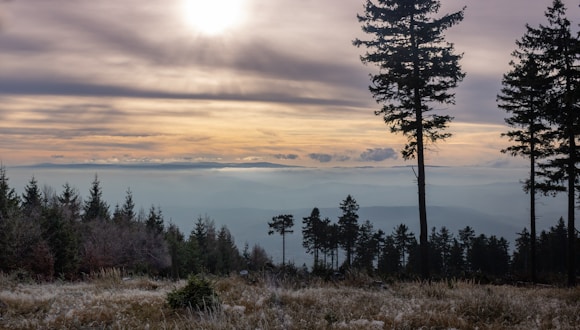 A serene landscape where ancient trees meet a bright horizon, evoking renewal.