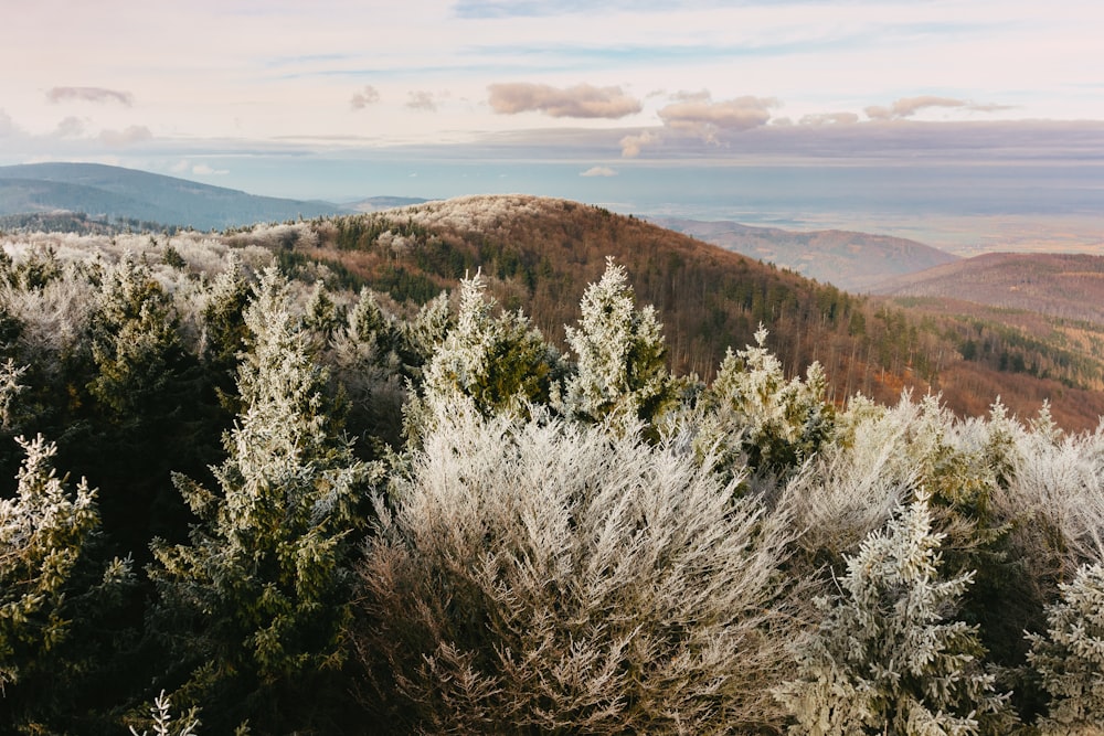 white grass