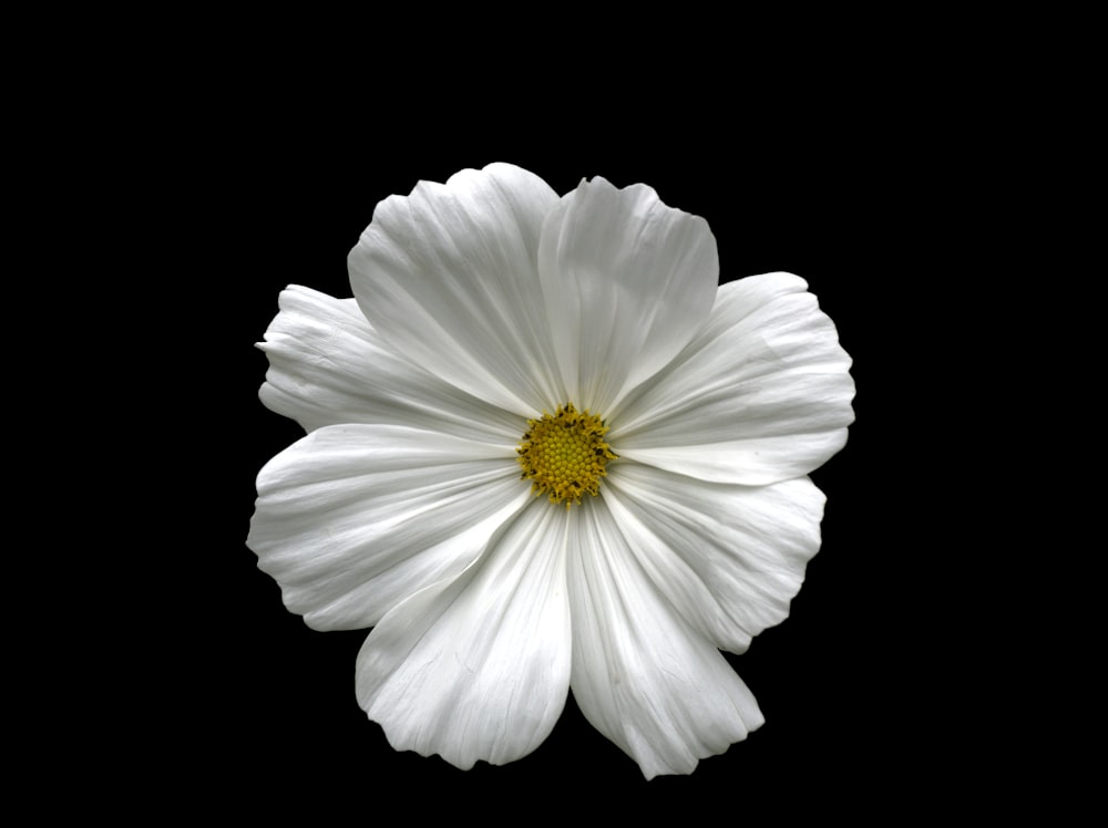 foto de foco raso da flor branca
