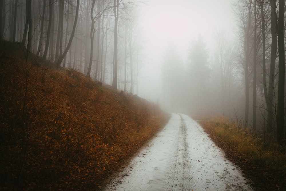 dirt road between trees