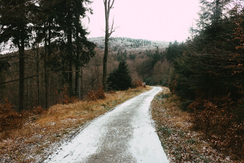 road surrounded by trees during daytime