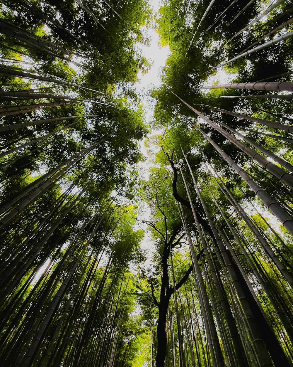 worm view photo of green trees during daytime