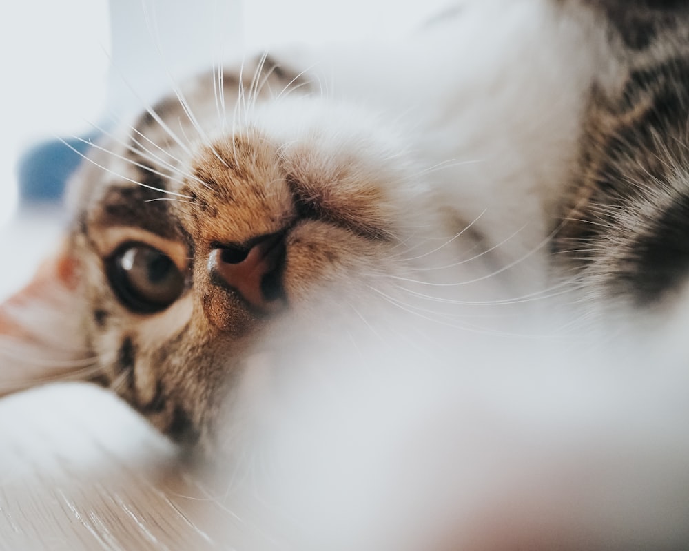 shallow focus photo of white and brown cat