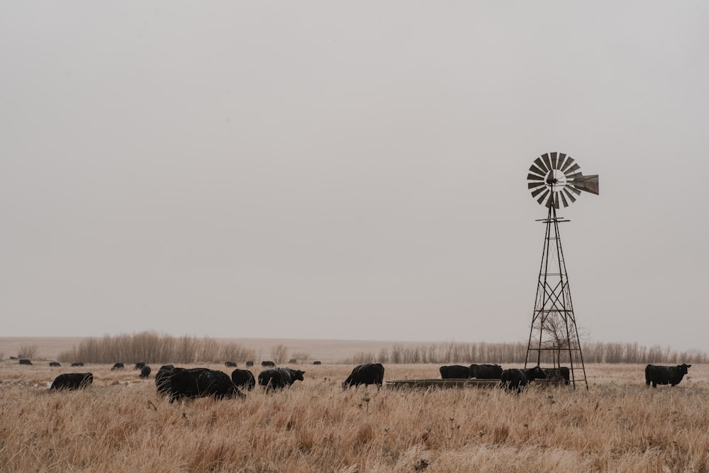 herd of black cattle