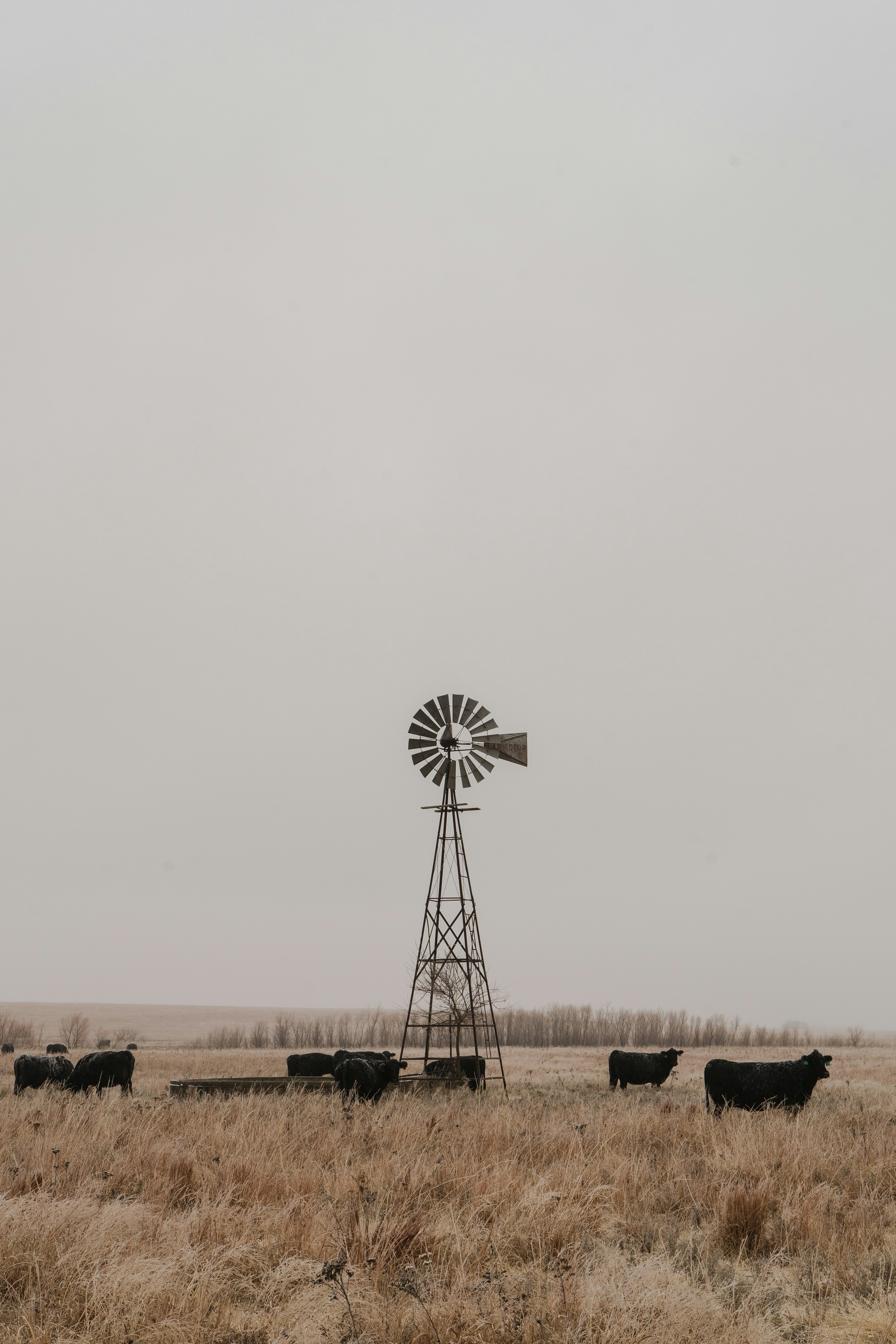 herd of black cattle and wind mill
