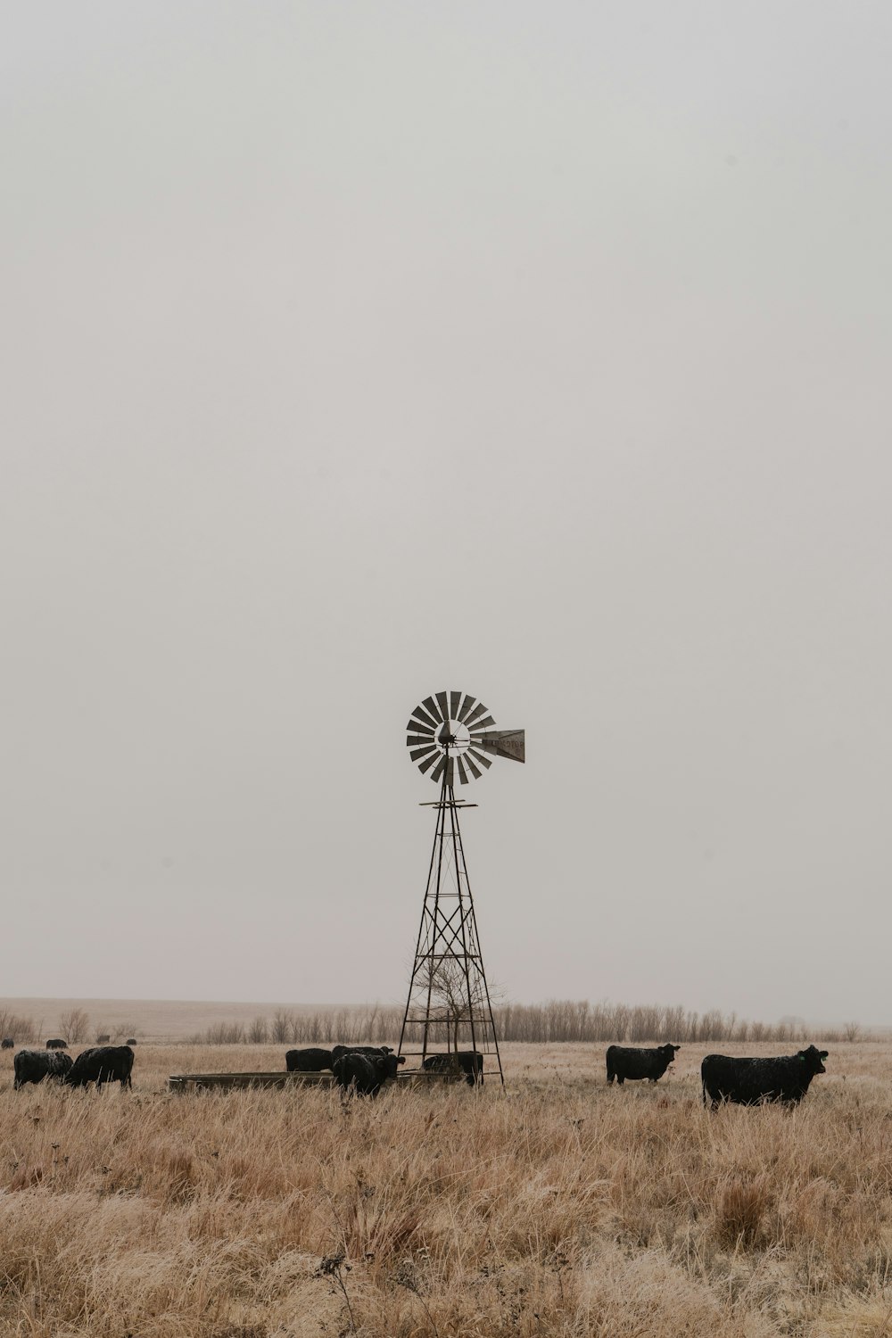 herd of black cattle and wind mill