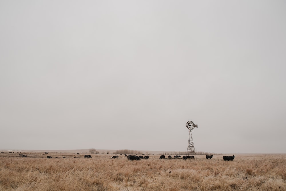 brown field under gray sky