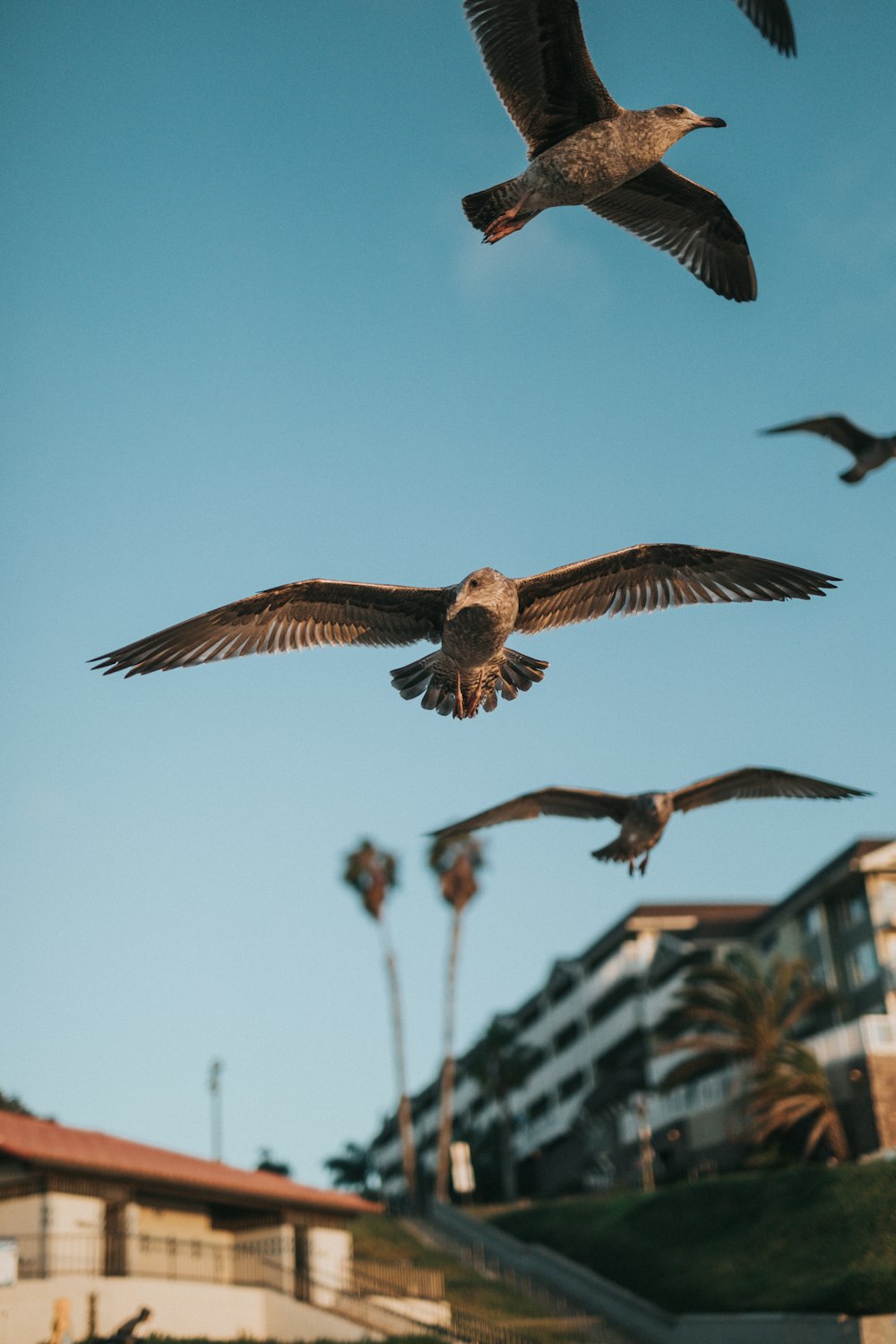 brown birds flying during daytime