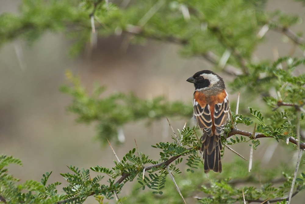 brown, gray, and black bird pearching on tree