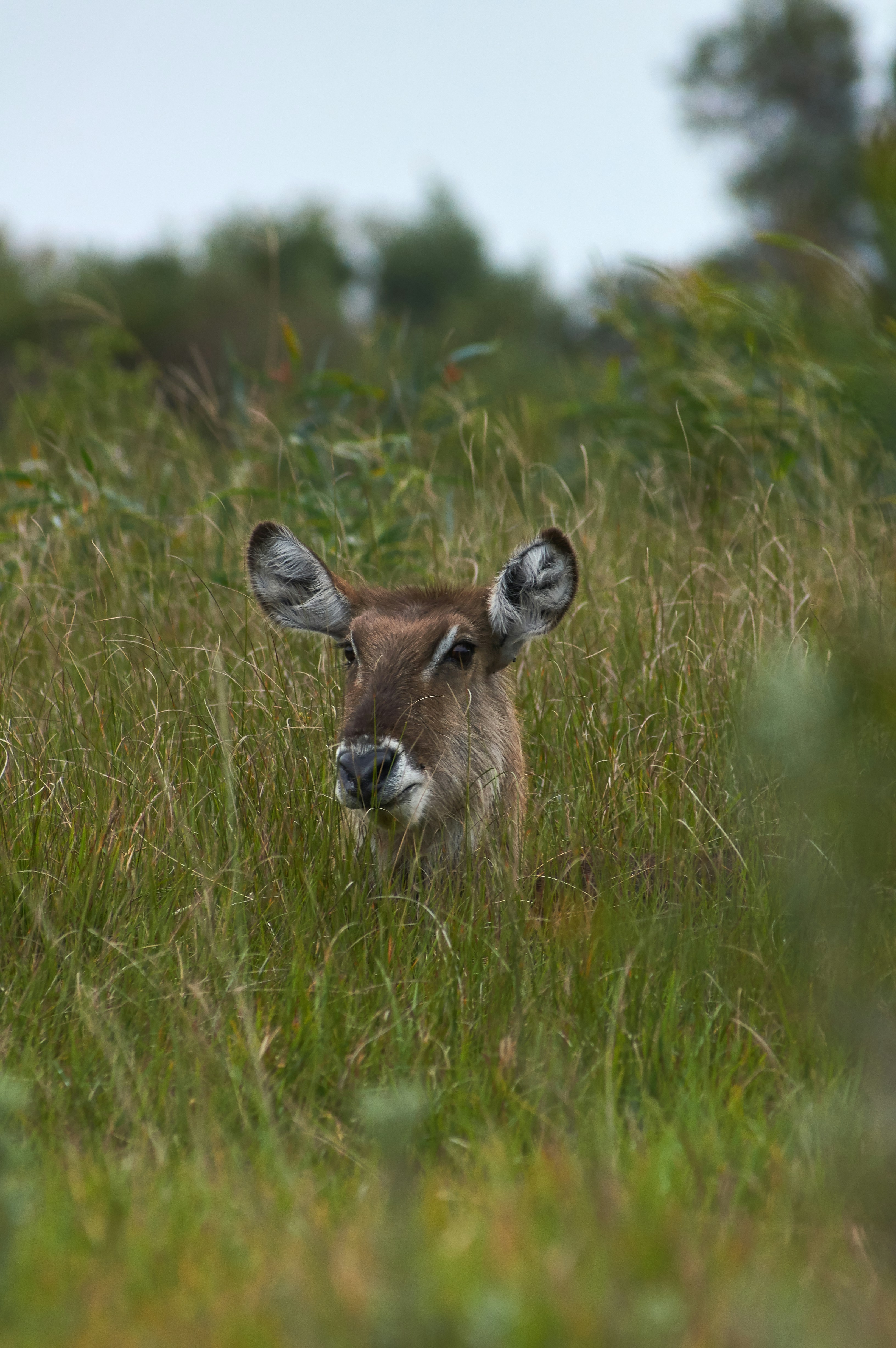 Photo by wolfgang_hasselmann