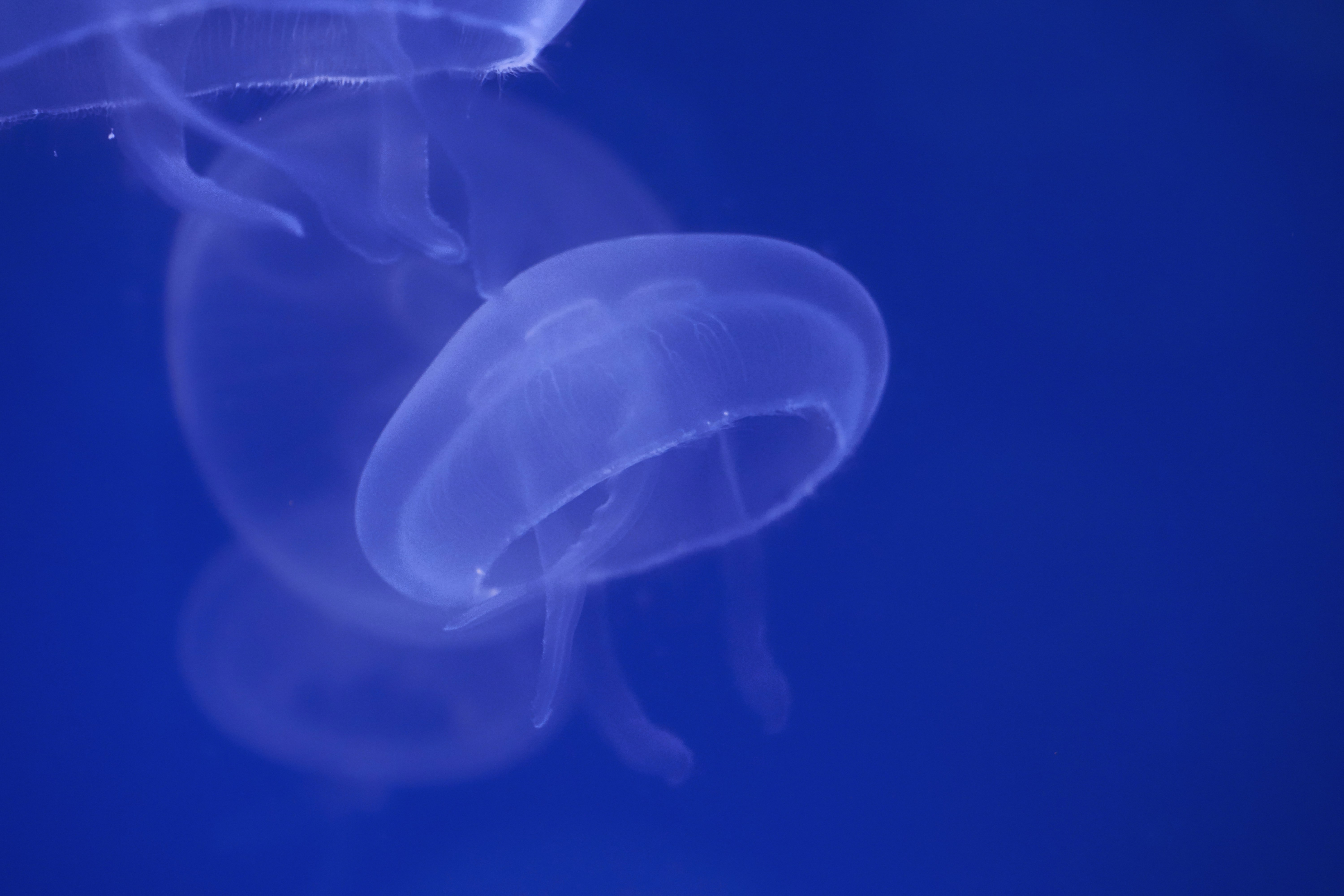 Photo by wolfgang_hasselmann