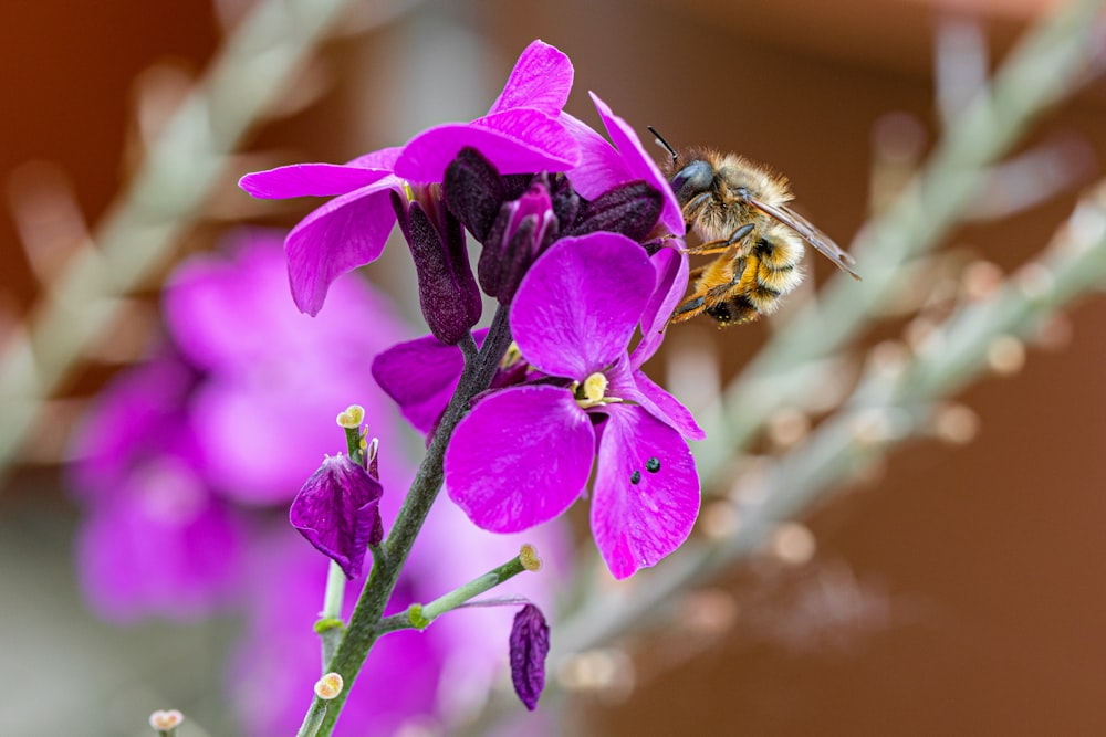 flor de pétalos púrpuras