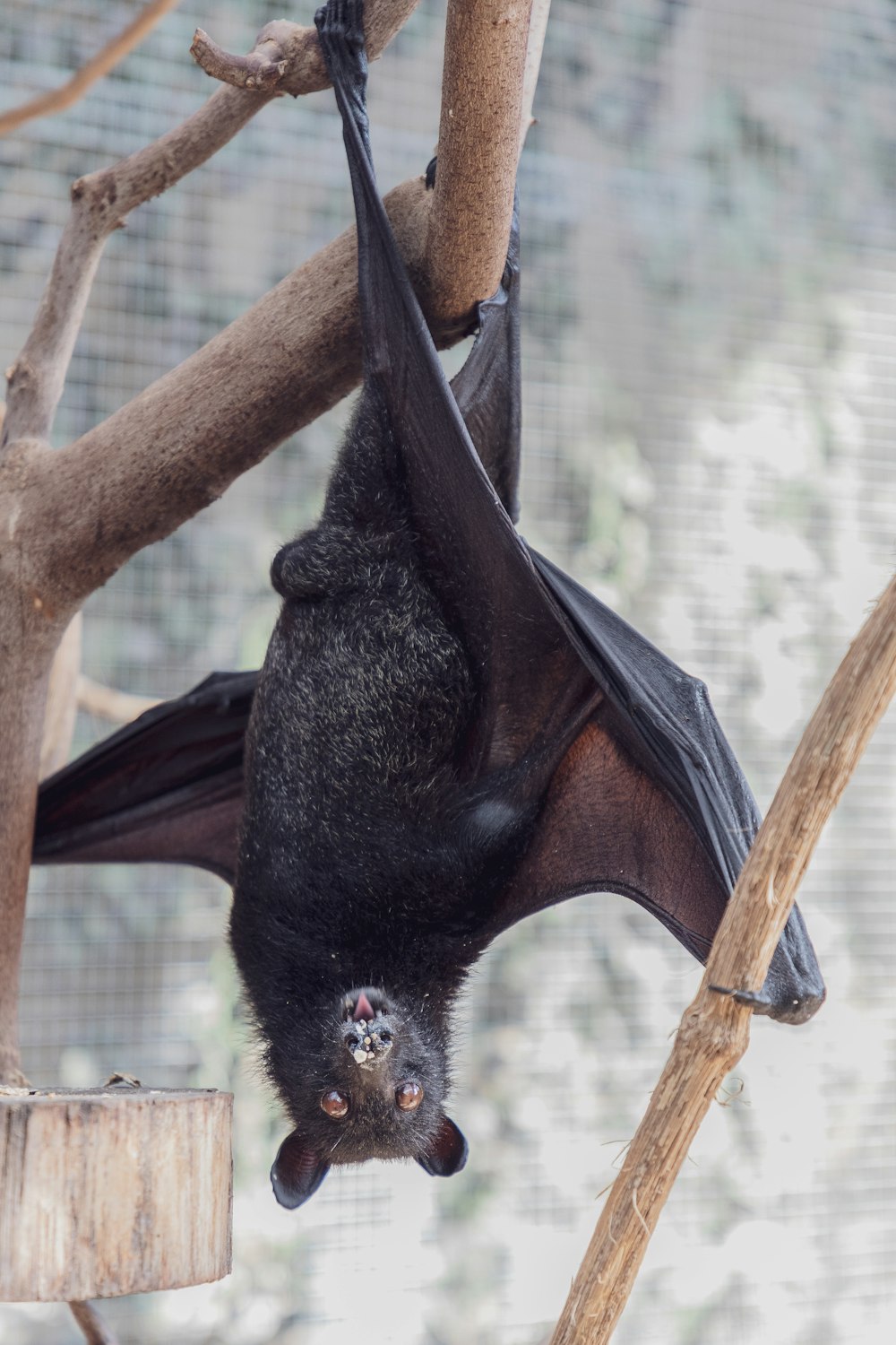 black bat on tree