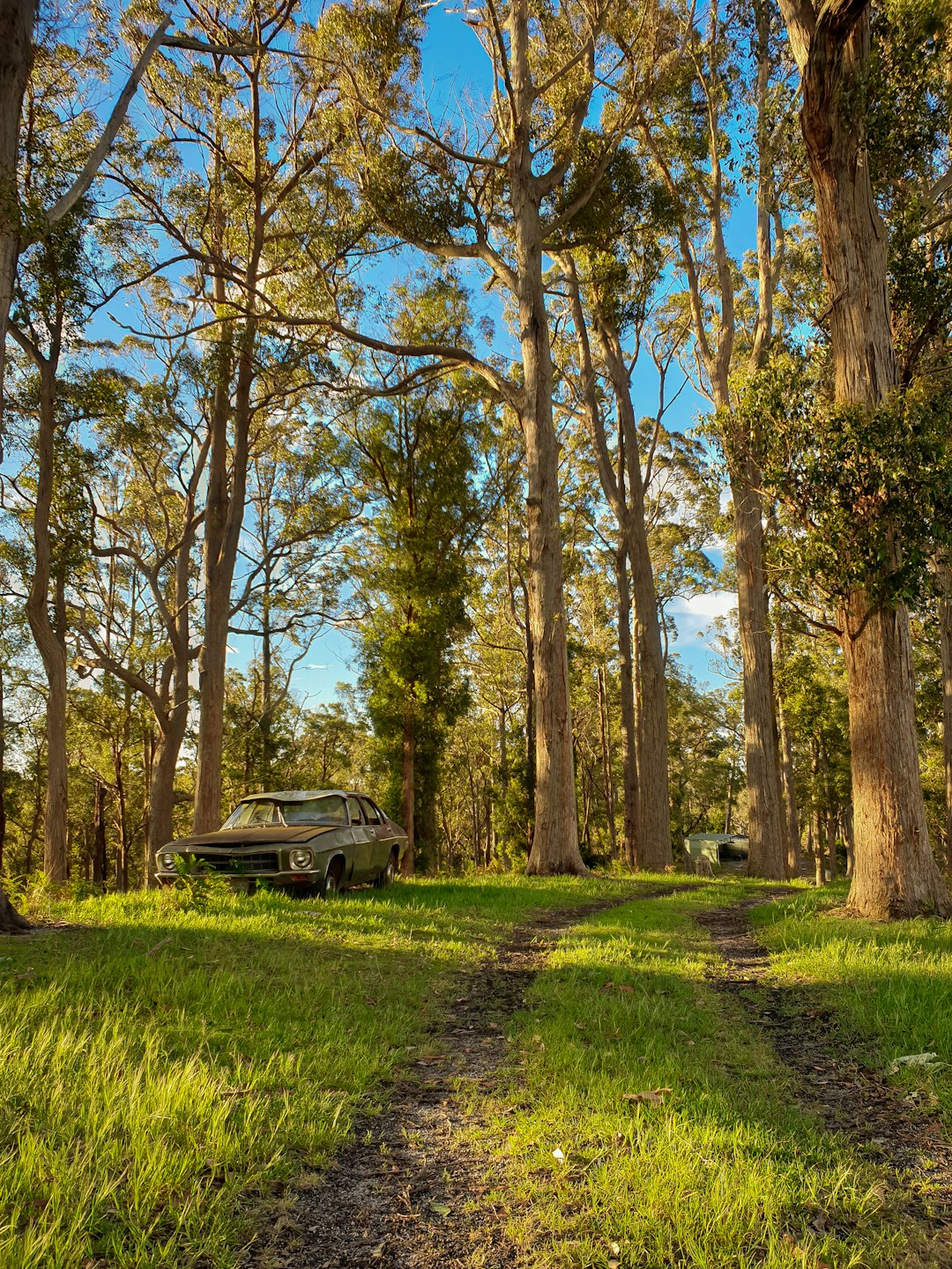 travelers stories about Forest in Scottsdale TAS, Australia