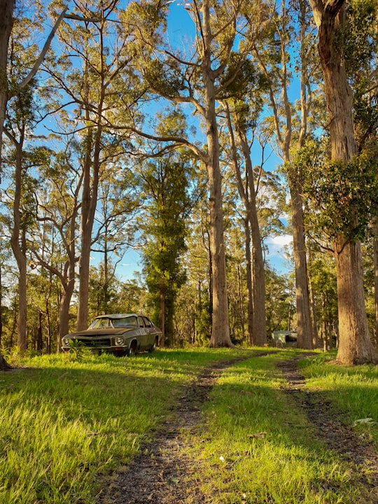 brown vehicle beside tree in Scottsdale TAS Australia