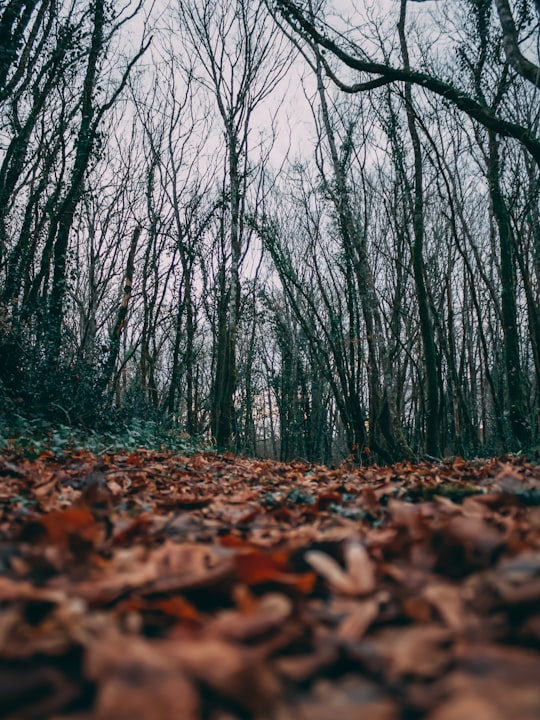 photo of Frontenac Forest near Le miroir d'eau