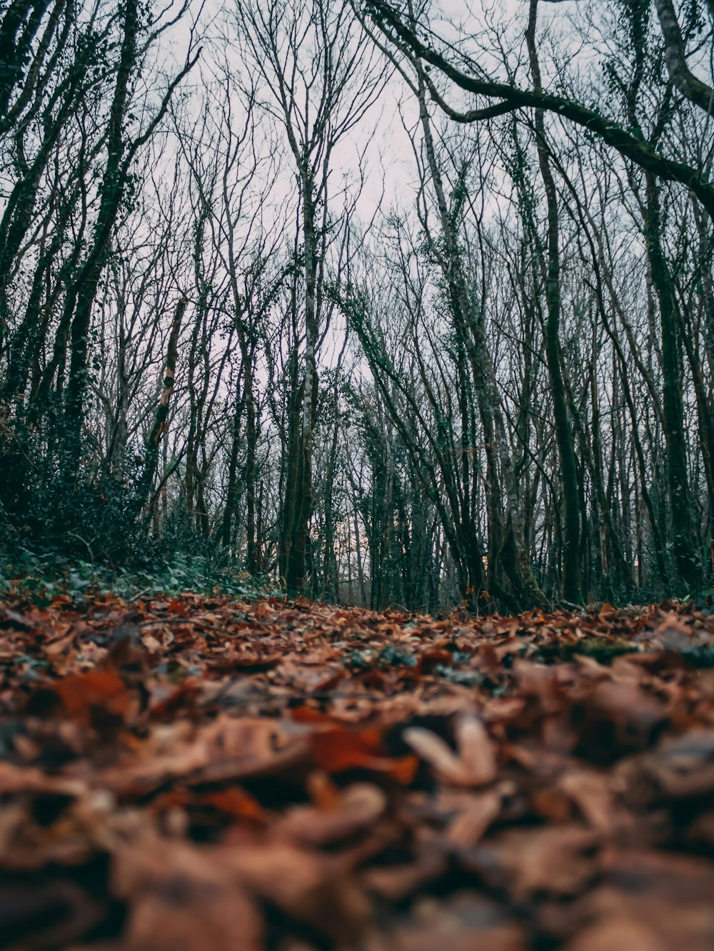 bare trees under grey sky