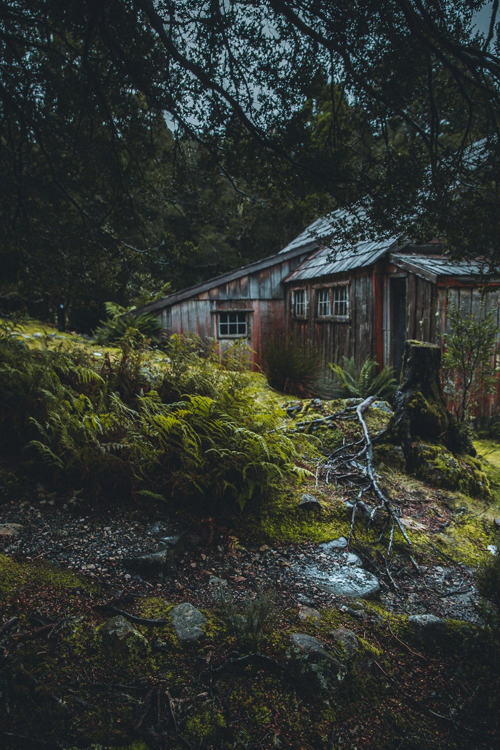 brown house beside tree