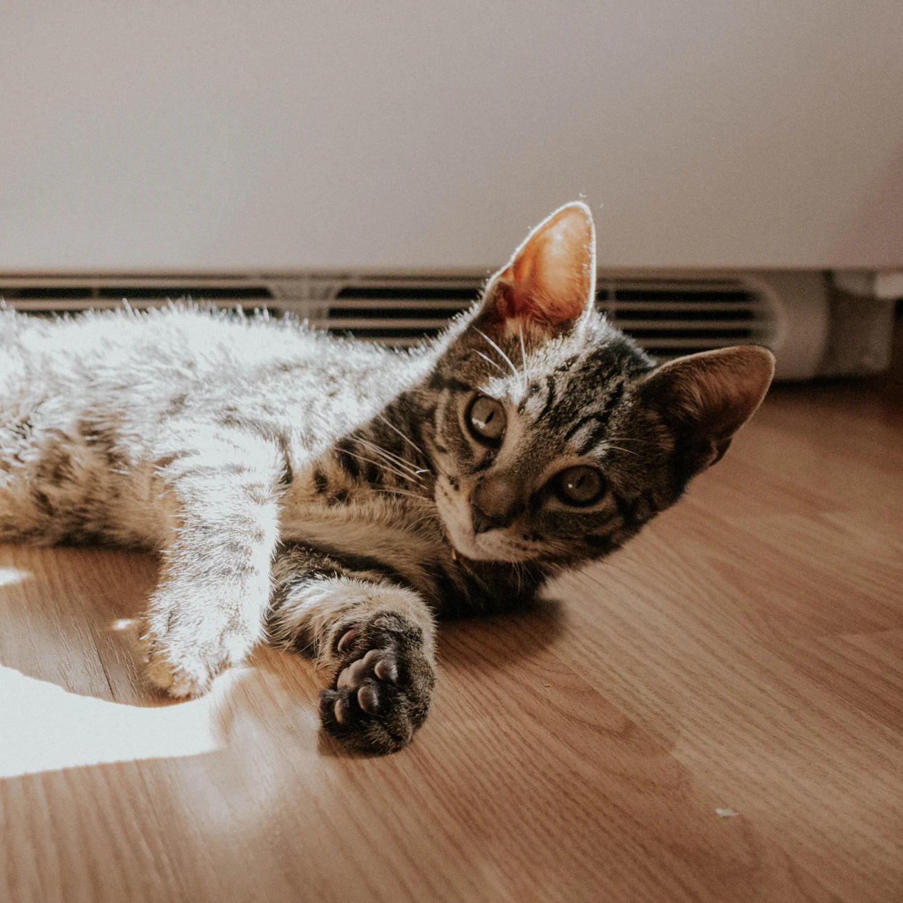 木の床で横になる縞模様の猫