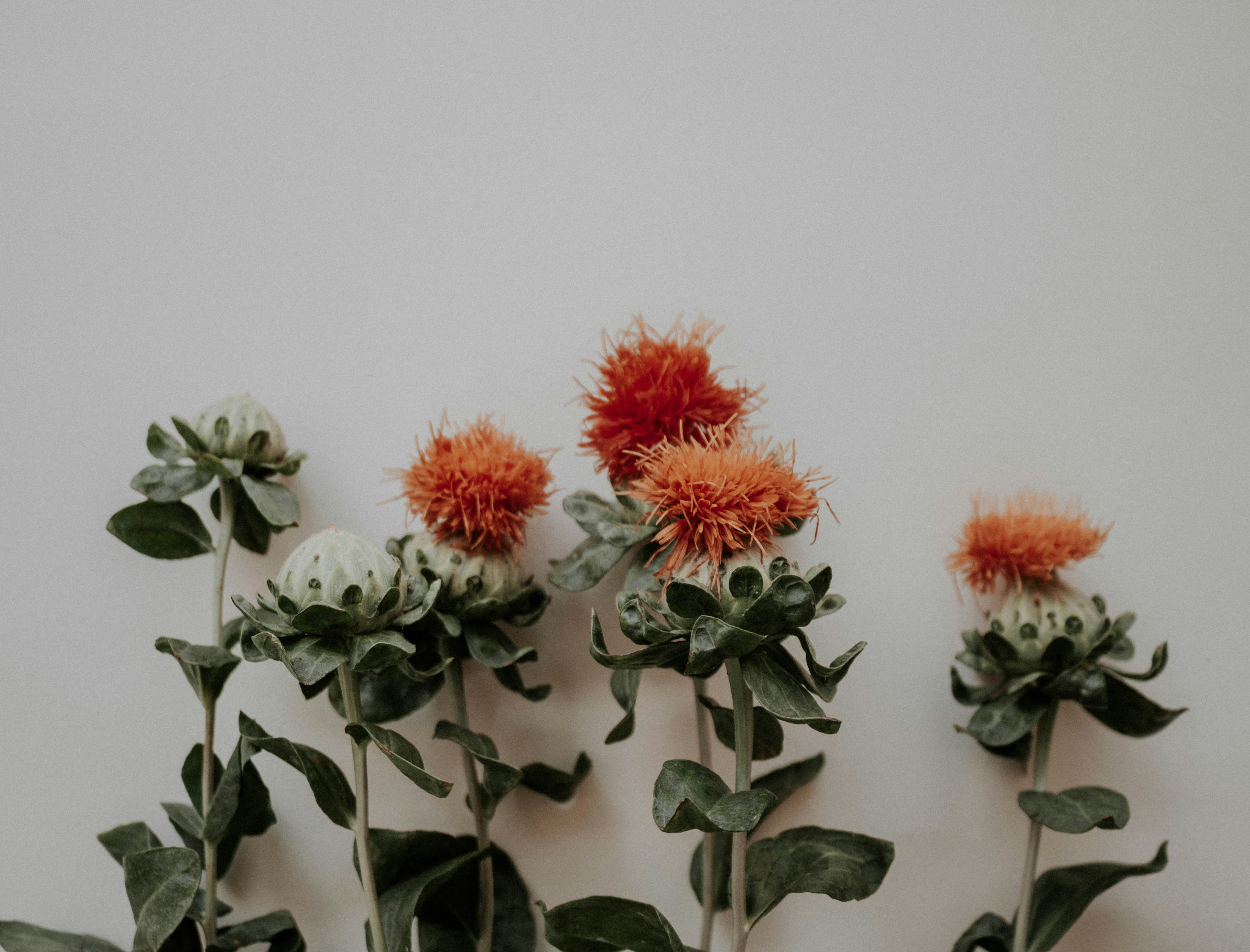 Photo by thewildflowerpress