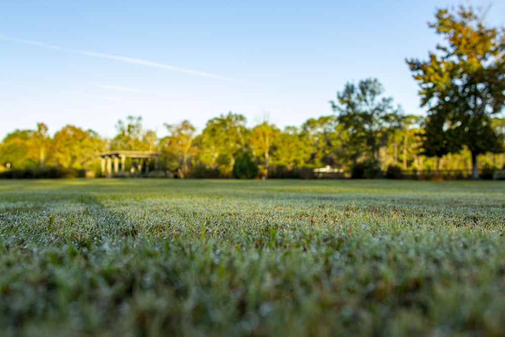 shallow focus photo of green grass