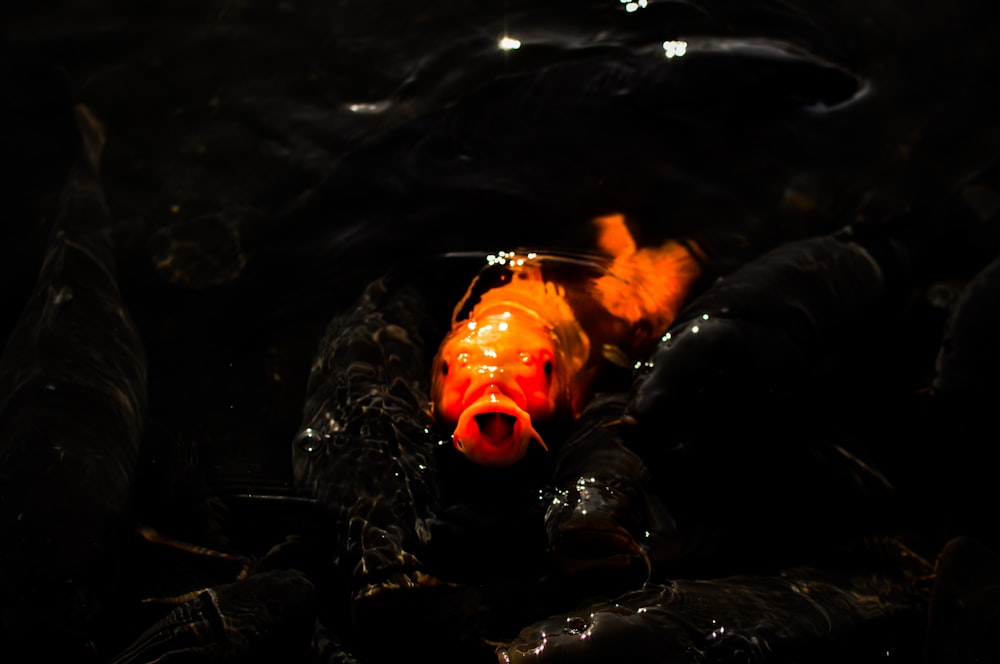 Poisson orange immergé à la surface de l’eau