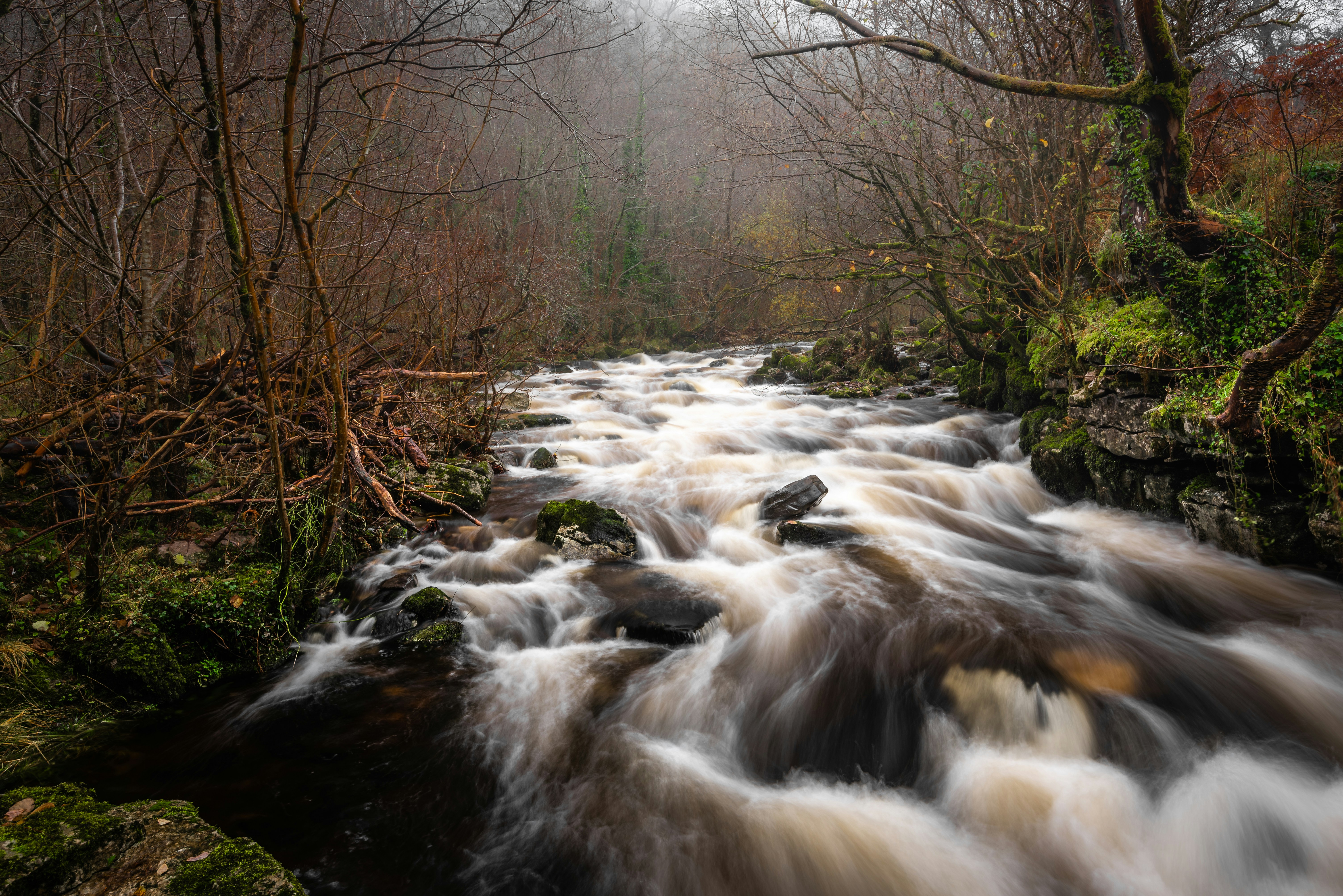 river and trees, After the Rain