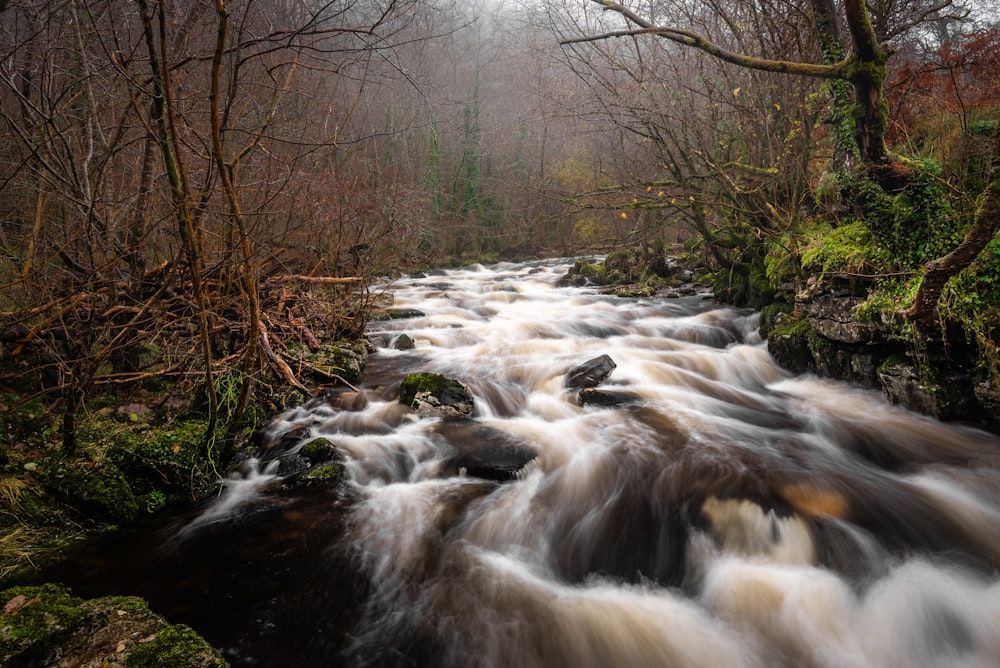 river and trees