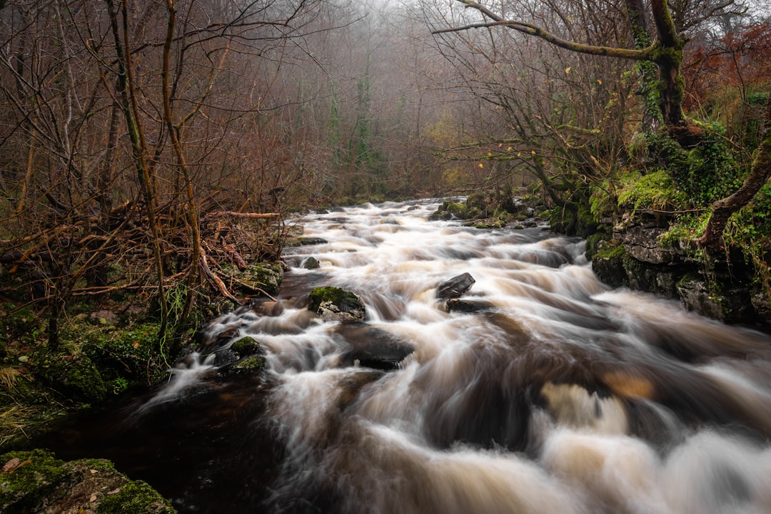 river and trees, After the Rain