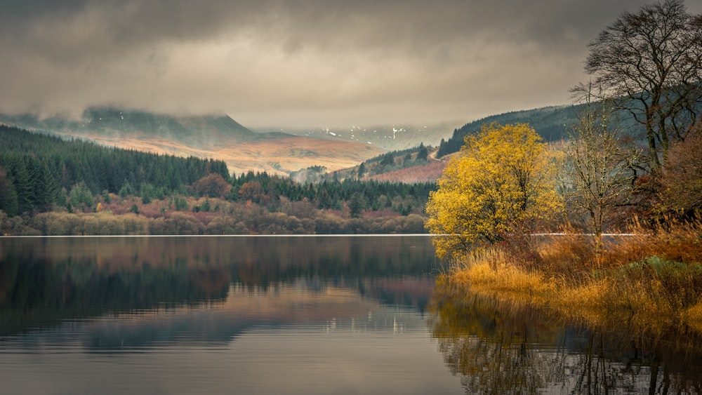 reflection of trees on body of water