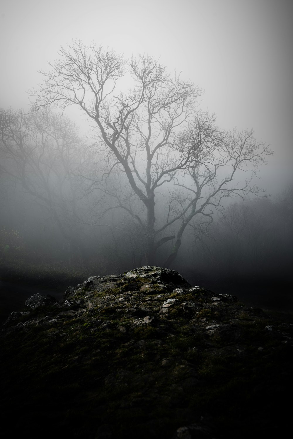 Árbol desnudo cubierto de niebla