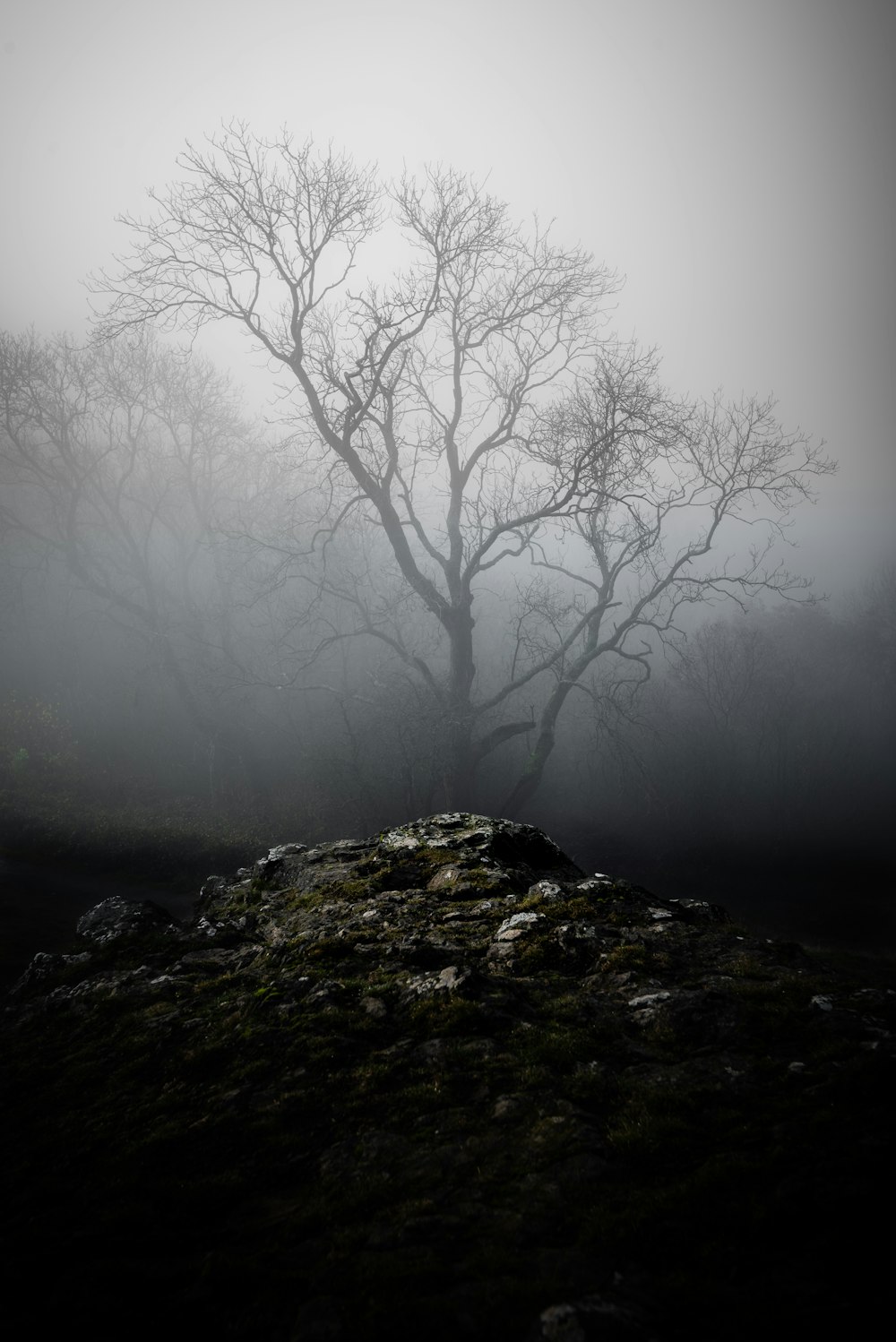 arbre nu couvert de brouillards