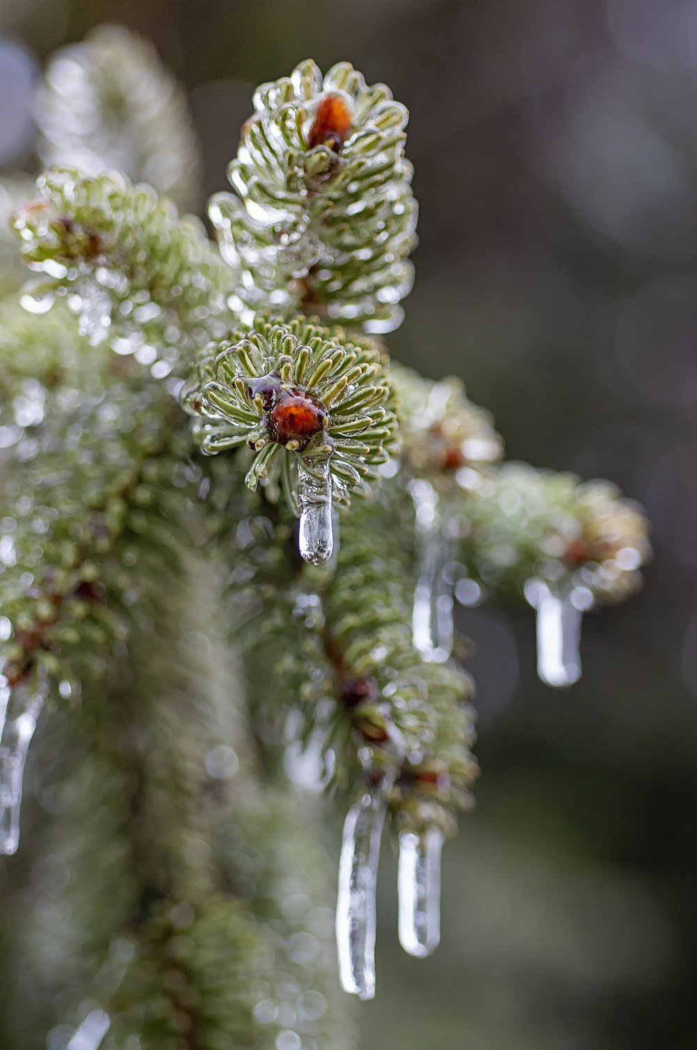 Fotografia selettiva di messa a fuoco del ghiaccio che si scioglie sull'albero verde