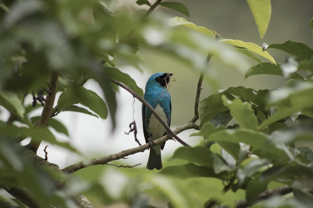 macro photography of mountain bluebird on green plant
