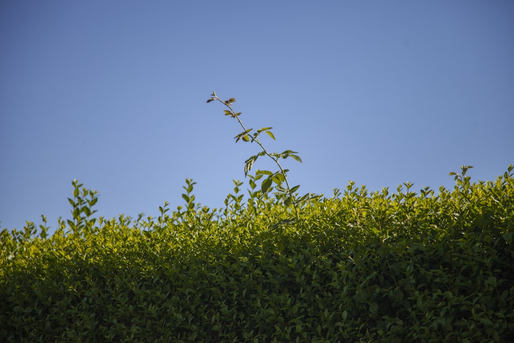 piante verdi durante il giorno