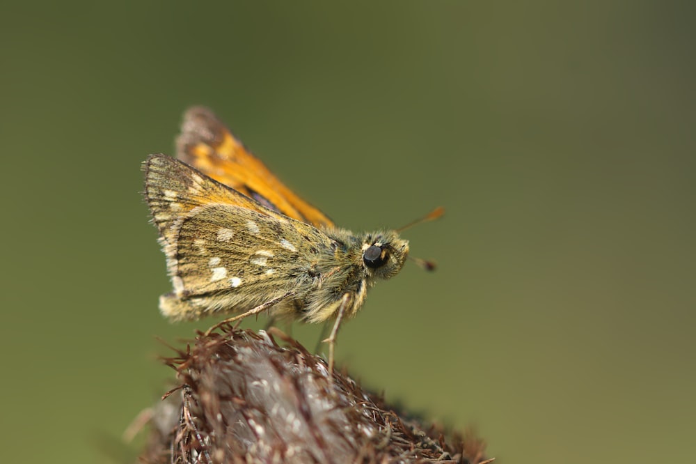 brown and yellow moth