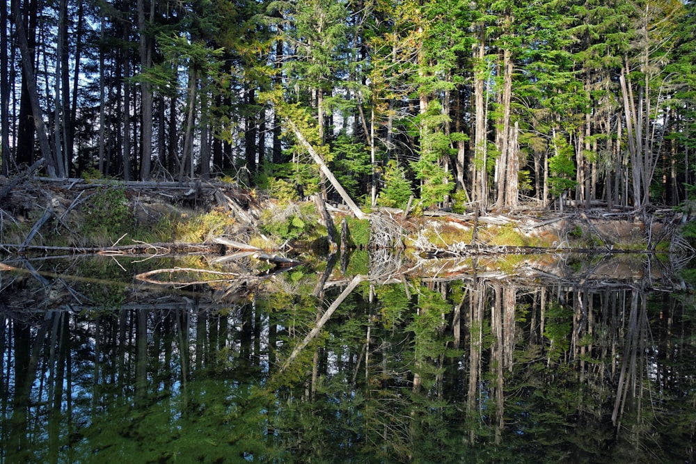 green leafed trees