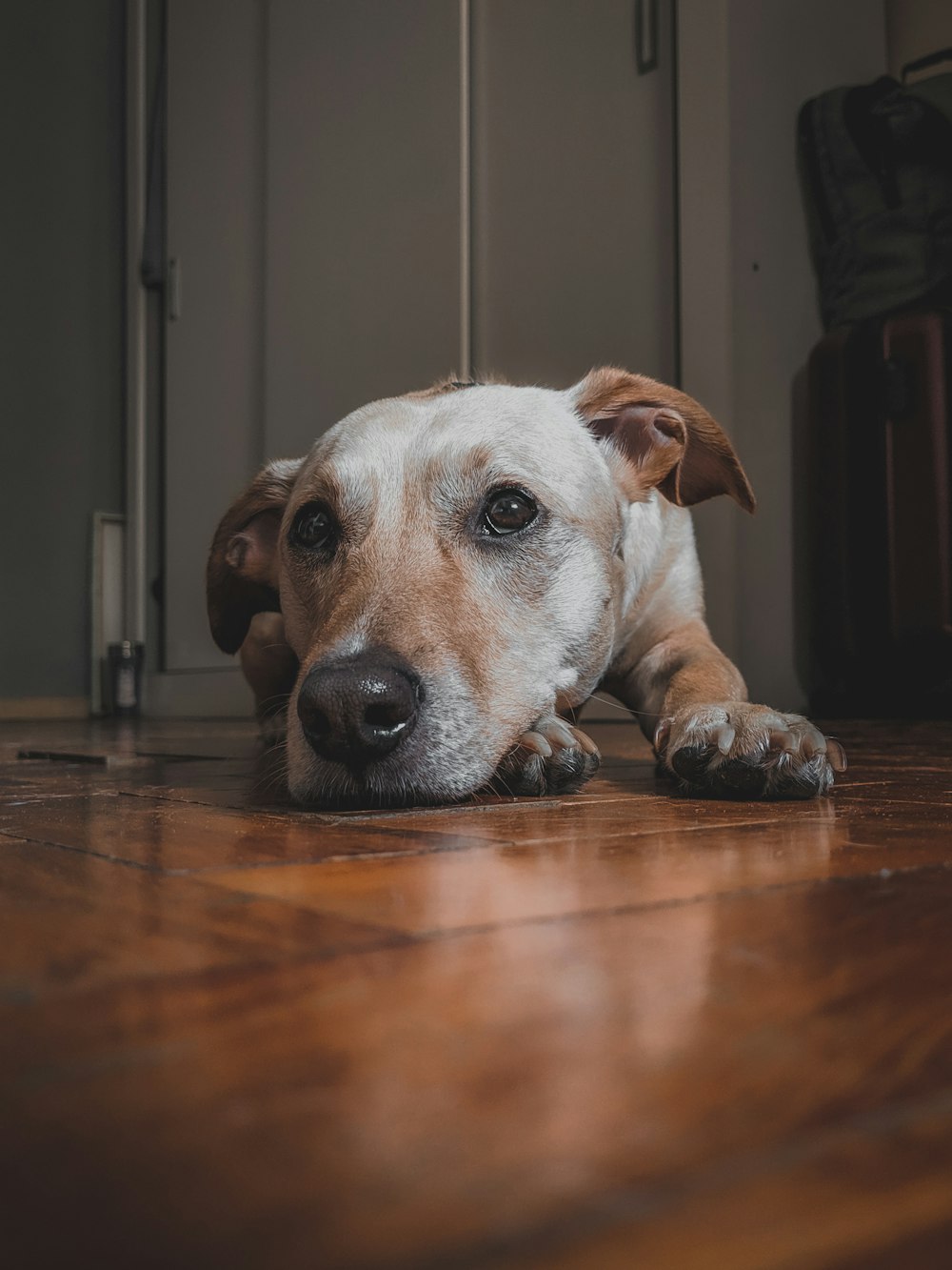 white and brown short-coated dog