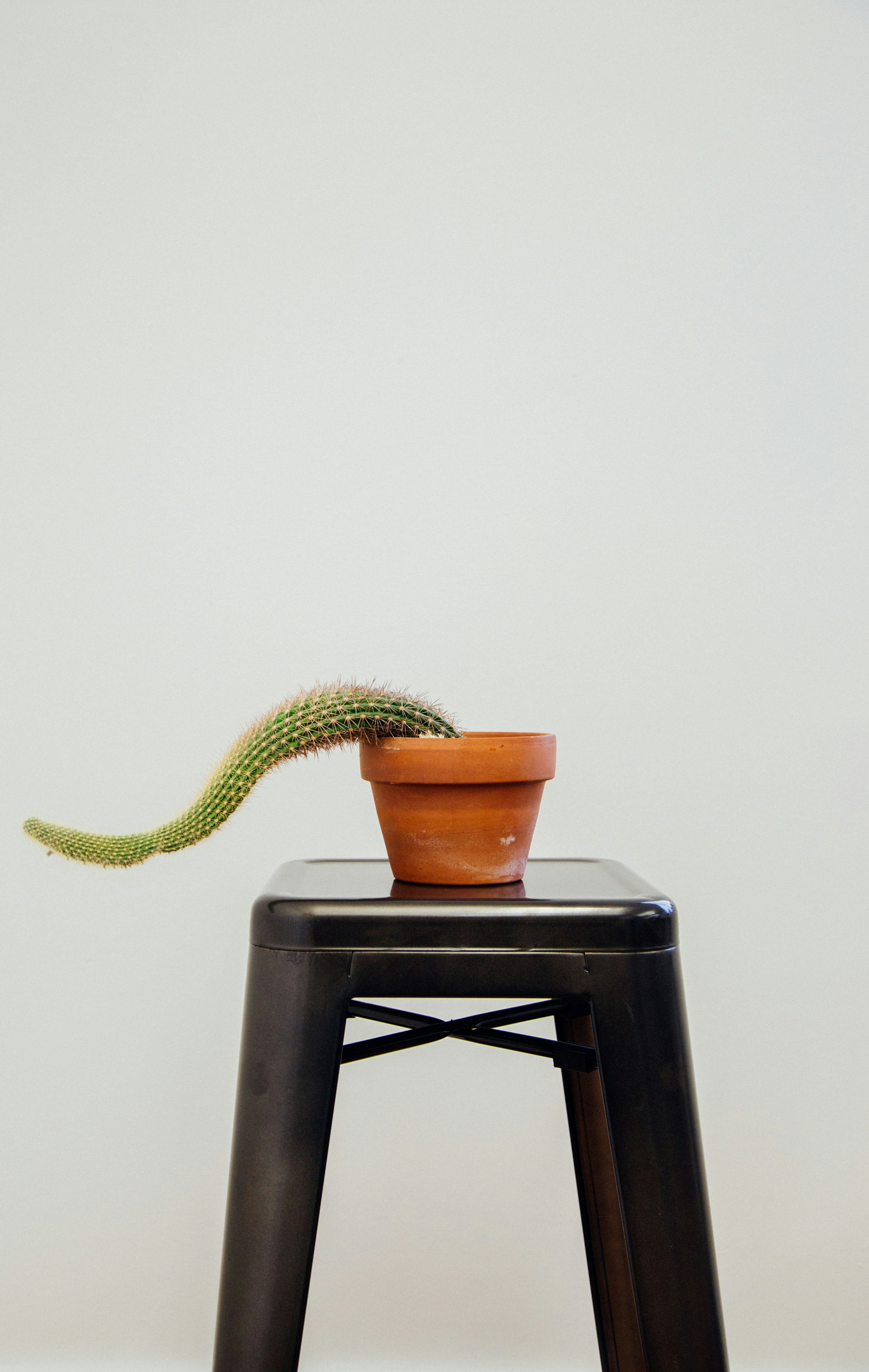 Kaktus im Topf auf Hocker Foto  Kostenloses Bild zum Thema Braun auf  Unsplash