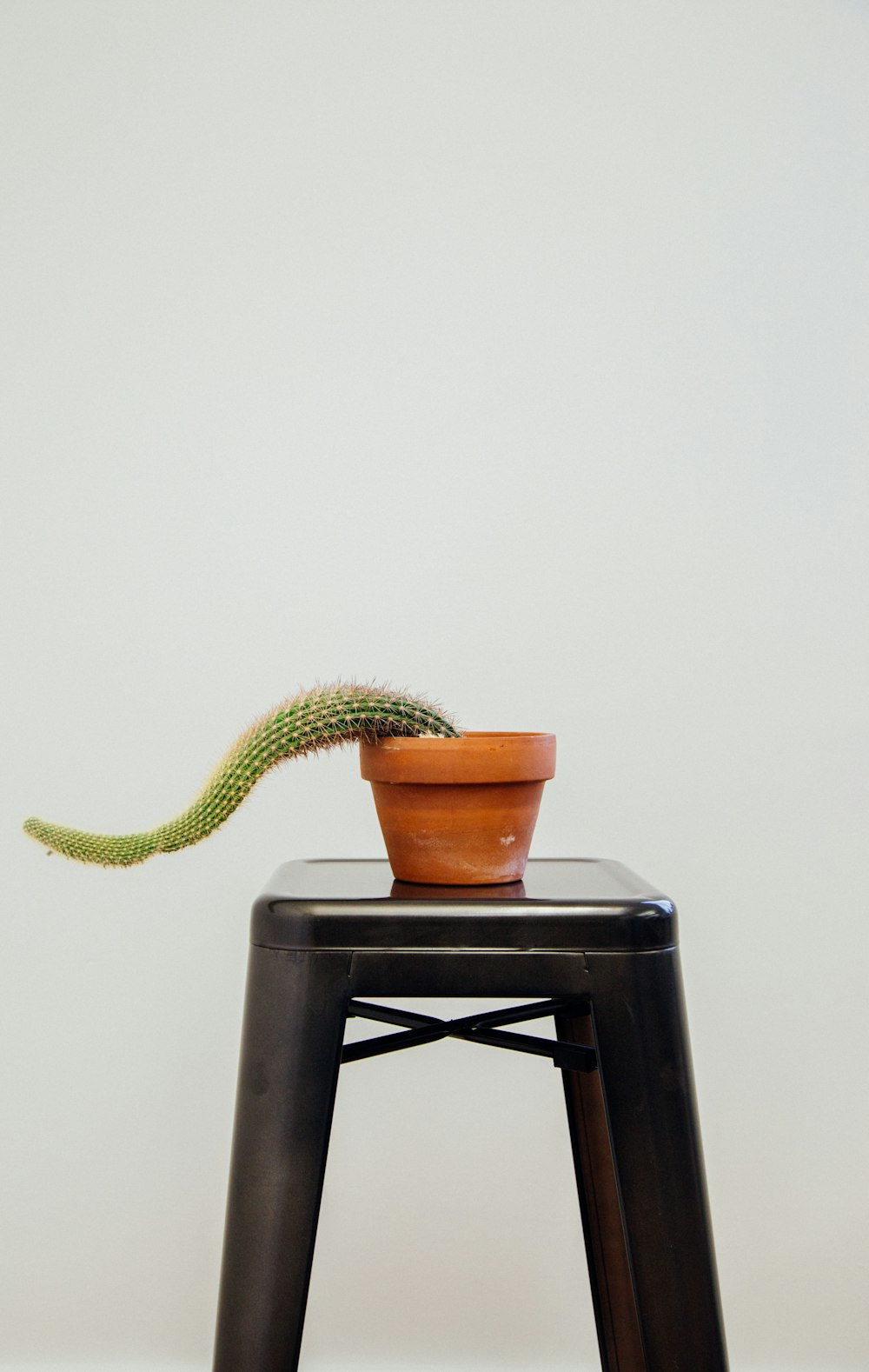 cactus in pot on stool