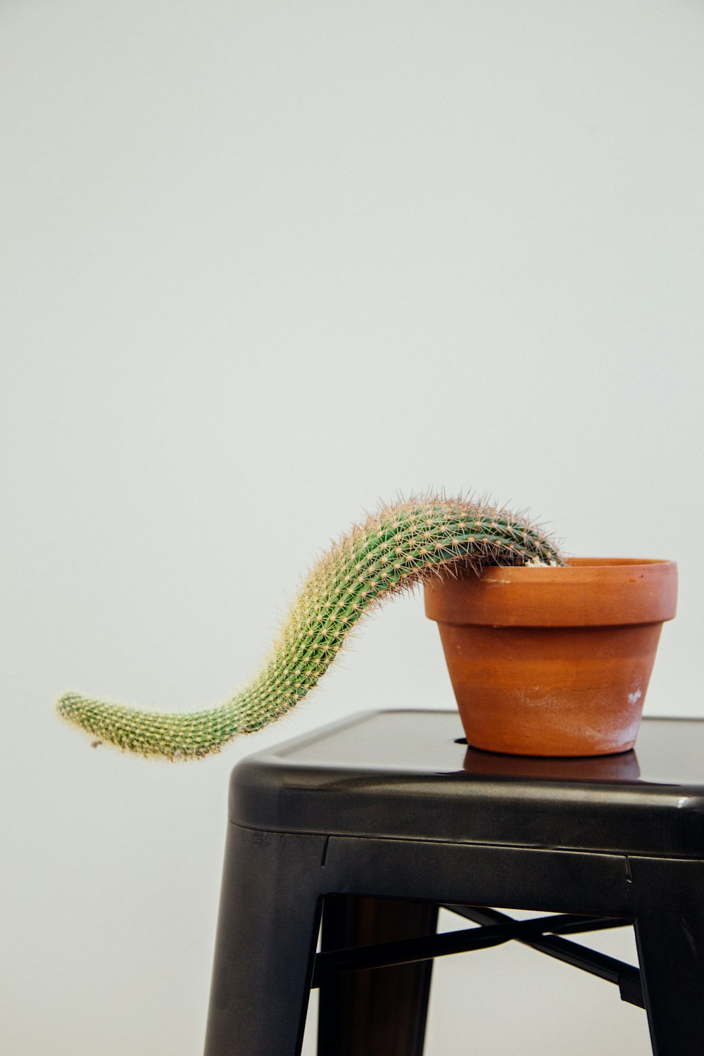 cactus in pot on stool
