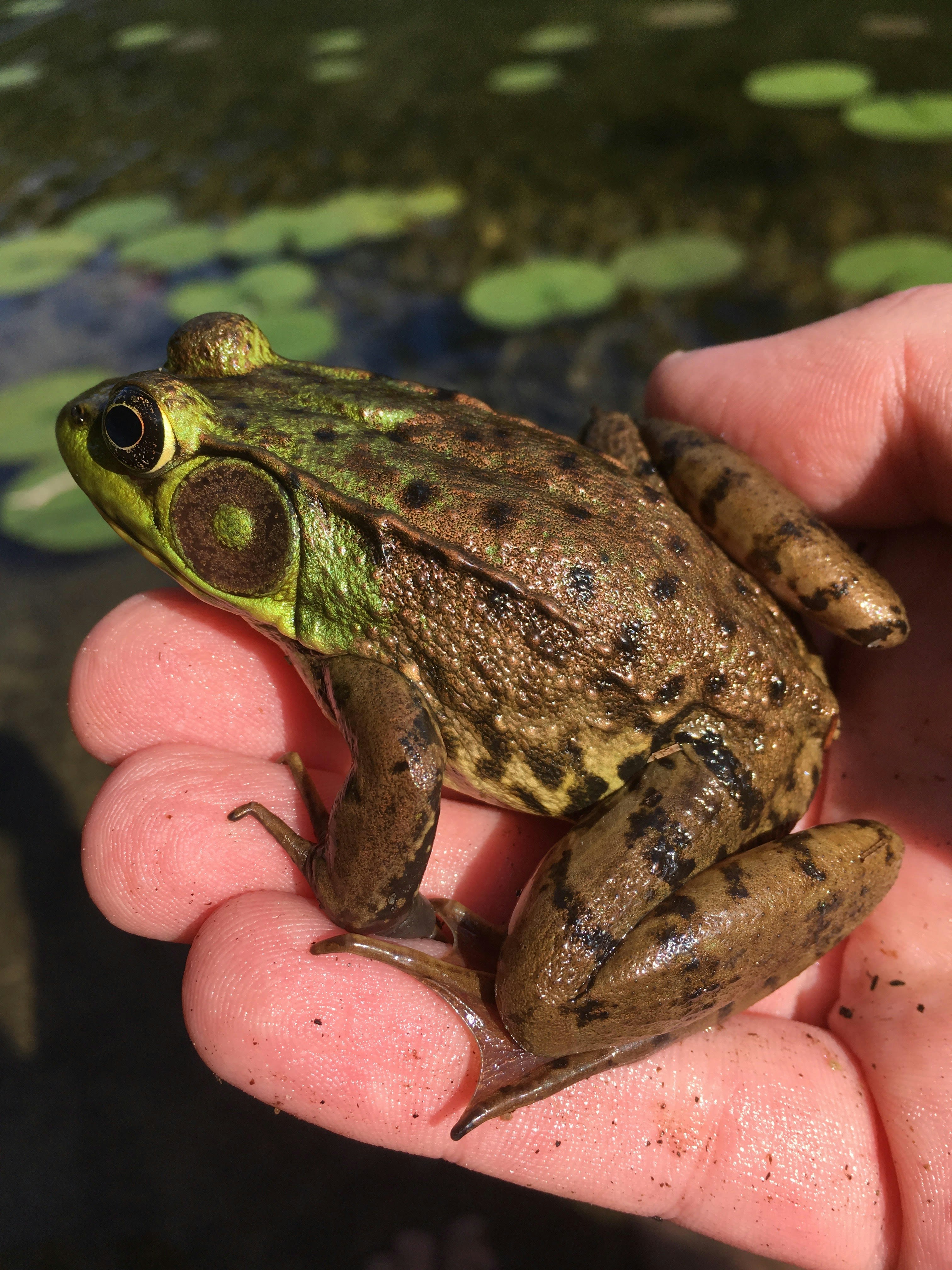 FROGS | 6 best free frog, amphibian, ribbit and pond photos on Unsplash