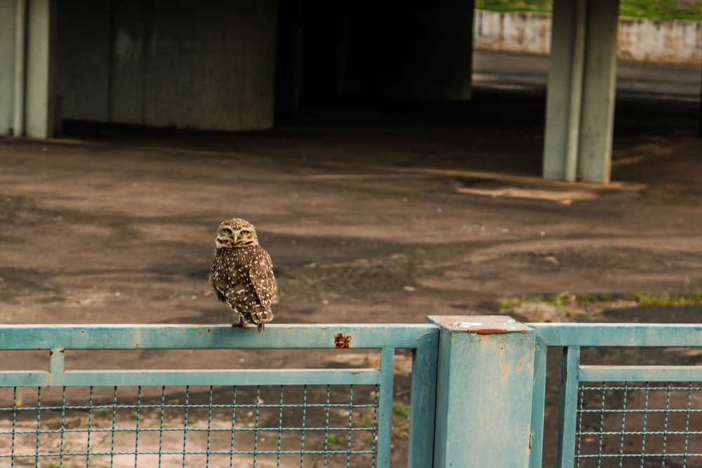 brown owl standing on blue fence