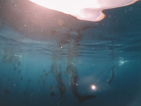 fishes underwater in Oslob Philippines