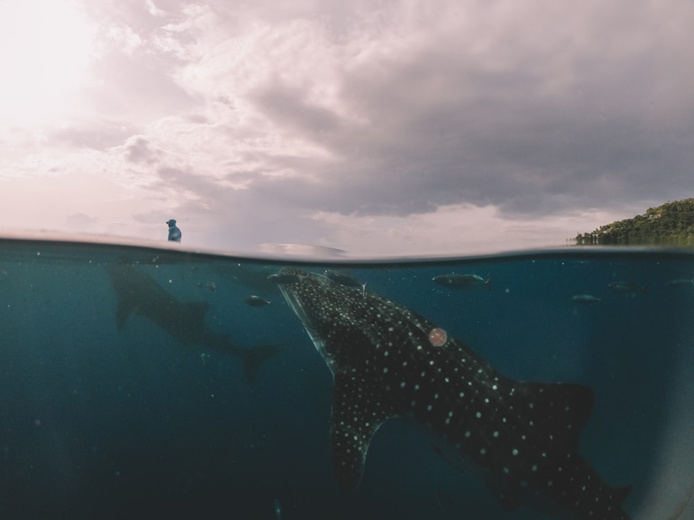 baleias negras nadando sob o mar durante o dia