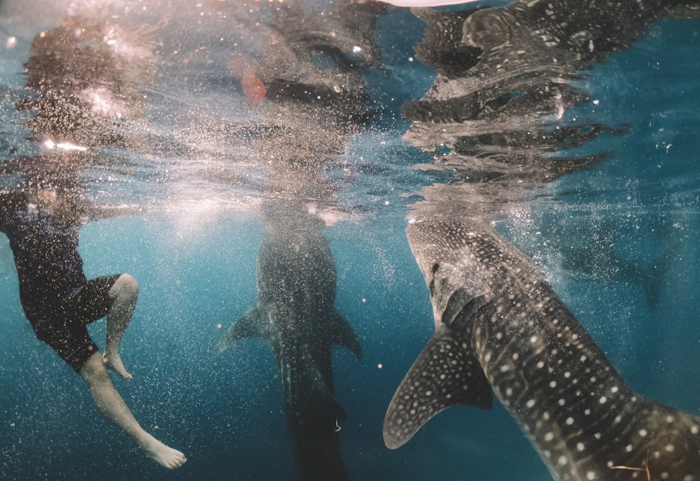 whale shark swimming near person under water